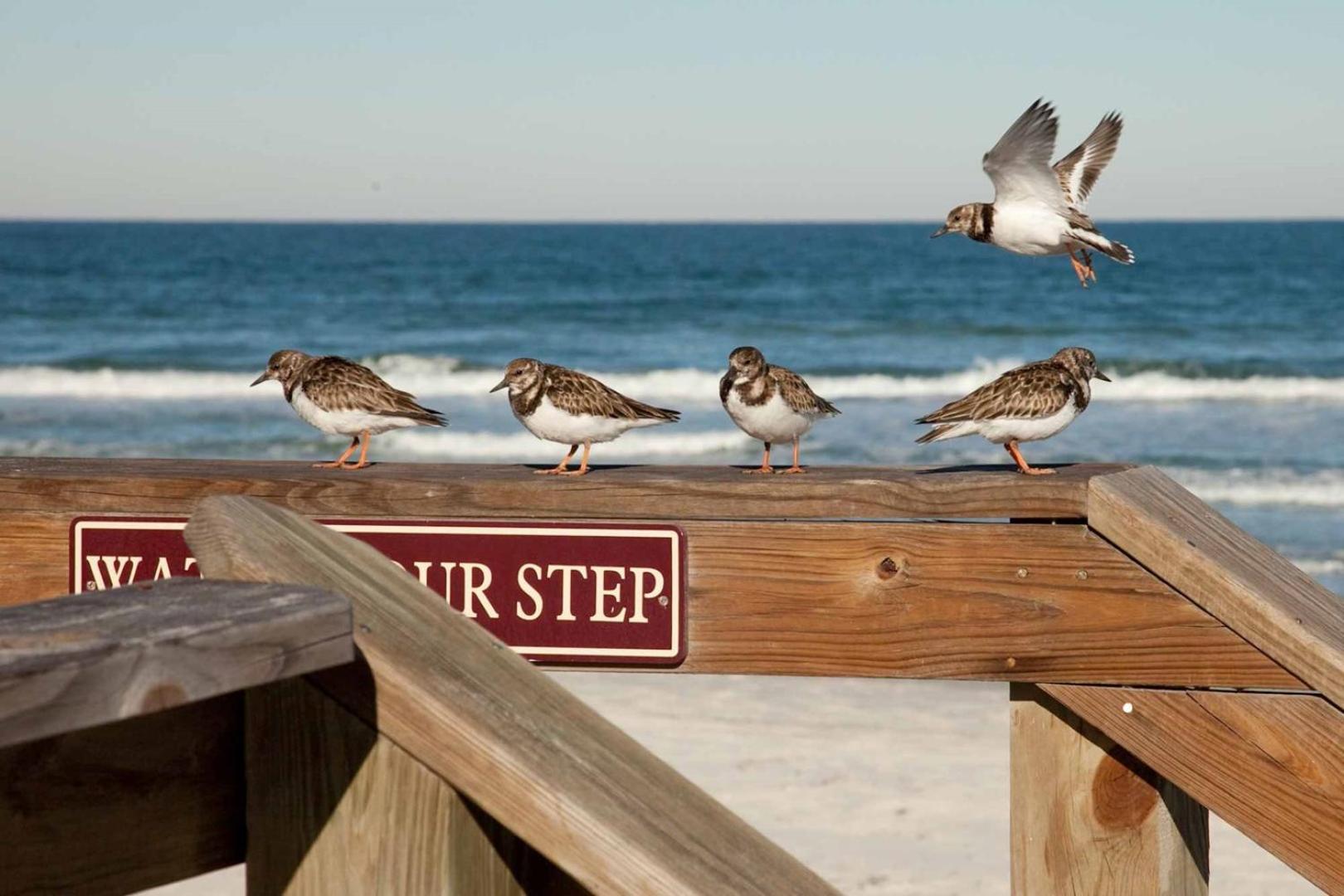 507- Ocean View 2 Bedroom Top Floor New Smyrna Beach Εξωτερικό φωτογραφία